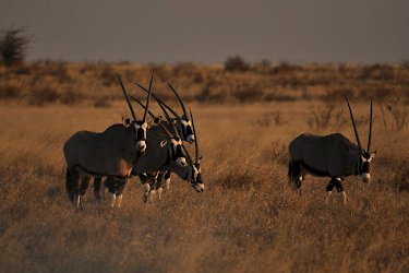 Oryxantilopen im Sonnenuntergang