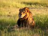 Löwe im Hwange-Nationalpark