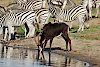 Rappenantilope und Zebras an der Chobe River Front
