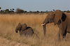 Elefanten in Simbabwe