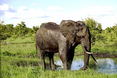 Elefant im Hwange-Nationalpark