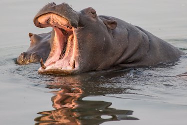 Flusspferd im Sambesi