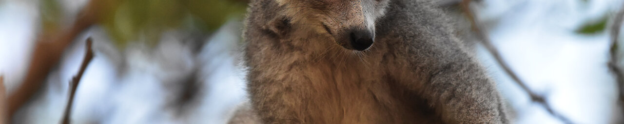 Weiblicher Kronenmaki