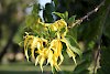 Ylang-Ylang-Blüten