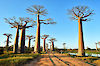 Baobab Alley