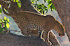Leopard auf einem Baum in Sambia