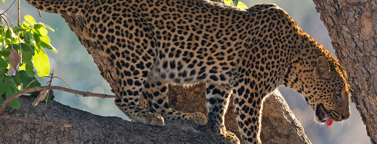 Leopard auf einem Baum in Sambia