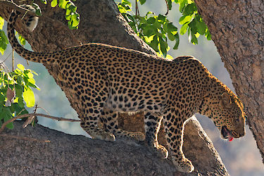 Leopard auf einem Baum in Sambia