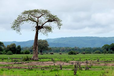 Im South-Luangwa-Nationalpark