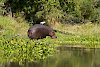 Flusspferd im Liwonde-Nationalpark
