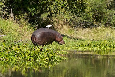Flusspferd im Liwonde-Nationalpark