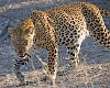 Leopard im South-Luangwa-Nationalpark