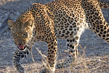Leopard im South-Luangwa-Nationalpark
