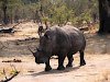 Nashorn in der Landschaft Sambias
