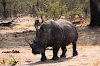 Nashorn in der Landschaft Sambias