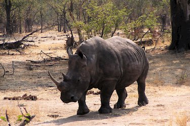 Nashorn in der Landschaft Sambias