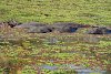 Flusspferde im Luangwatal