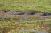 Flusspferde im Luangwatal