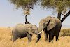 Elefanten in der Serengeti