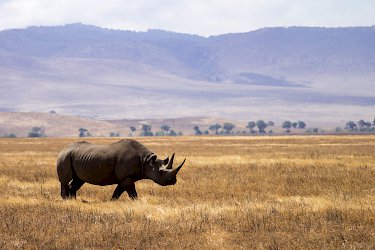 Nashorn in der Serengeti