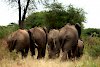 Elefanten im Tarangire-Nationalpark