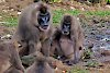 Paviane im Wildlife Center in Limbe