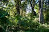 Im Regenwald