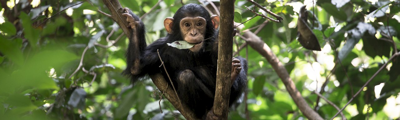 Schimpansen im Mahale-Mountains-Nationalpark