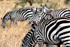 Zebras in der Serengeti
