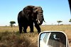 Elefant im Tarangire-Nationalpark