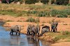 Elefantenjunge spielen am Wasserloch