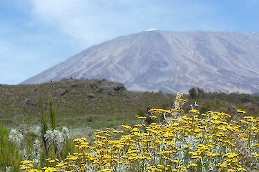 Blumen am Kilimandscharo