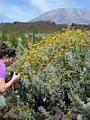 Blumen am Kilimanjaro