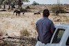 Elefanten auf Safari