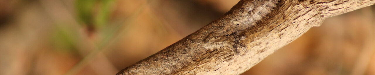 Eidechse im Baum in Madagaskar