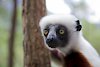Indri im Andasibe-Mantadia-Nationalpark