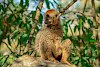 Bambuslemur im Ranomafana-Nationalpark