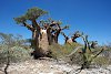 Baobabs im "Spiny Forest"