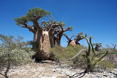Baobabs im "Spiny Forest"