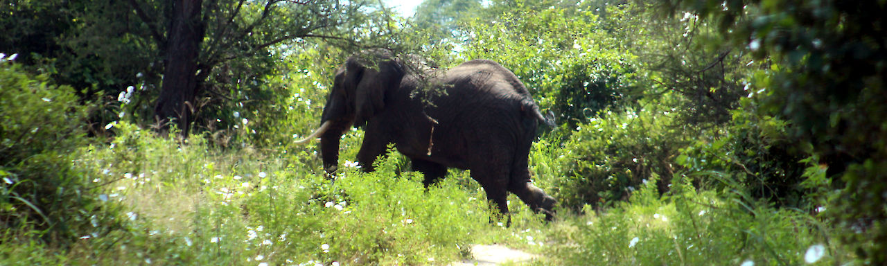 Elefant im Dickicht
