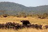 Tag 12: Mufindi - Mikumi-Nationalpark