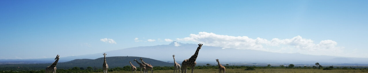 Giraffe Walk Aberdare Country Club vor Mount Kenya Panorama