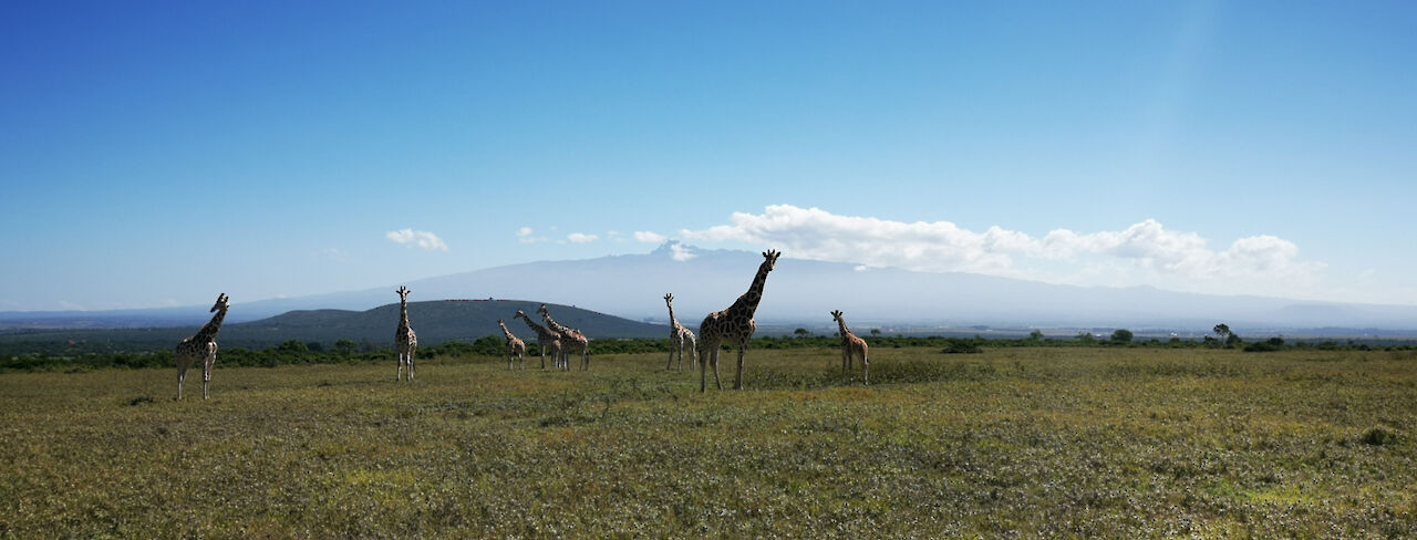 Giraffe Walk Aberdare Country Club vor Mt Kenya Panorama