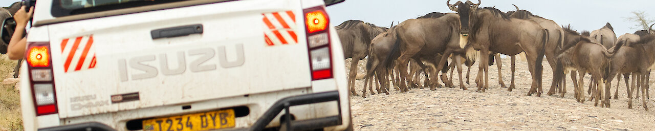 Eine Herde Gnus vor dem Mietwagen