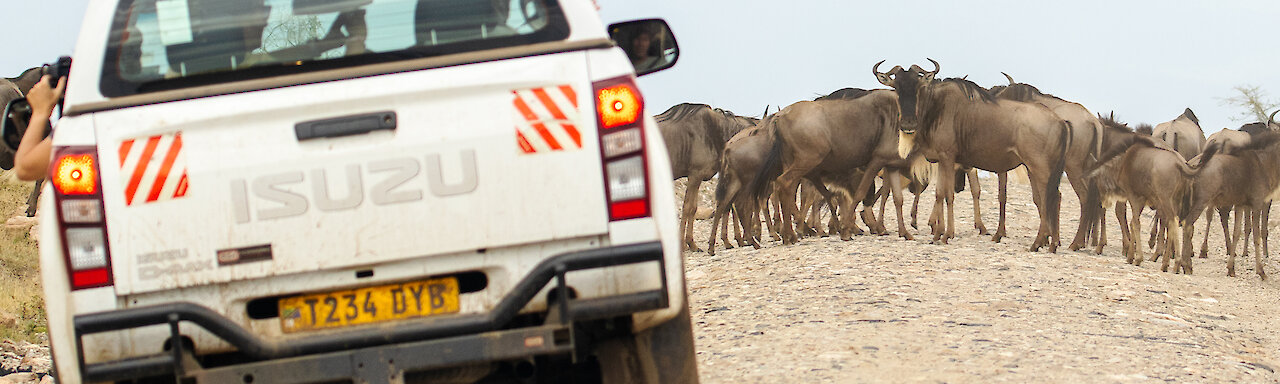 Eine Herde Gnus vor dem Mietwagen