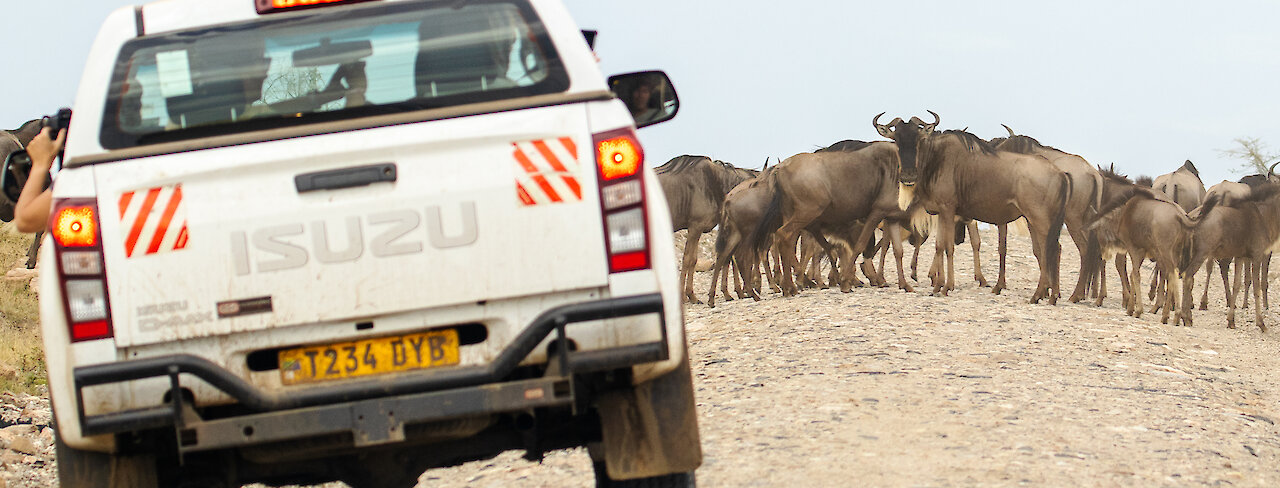 Eine Herde Gnus vor dem Mietwagen