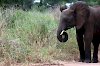 Elefant im Tarangire-Nationalpark