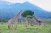 Giraffen vor Bergen