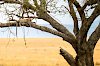 Leopard in der Serengeti
