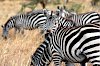 Zebras
